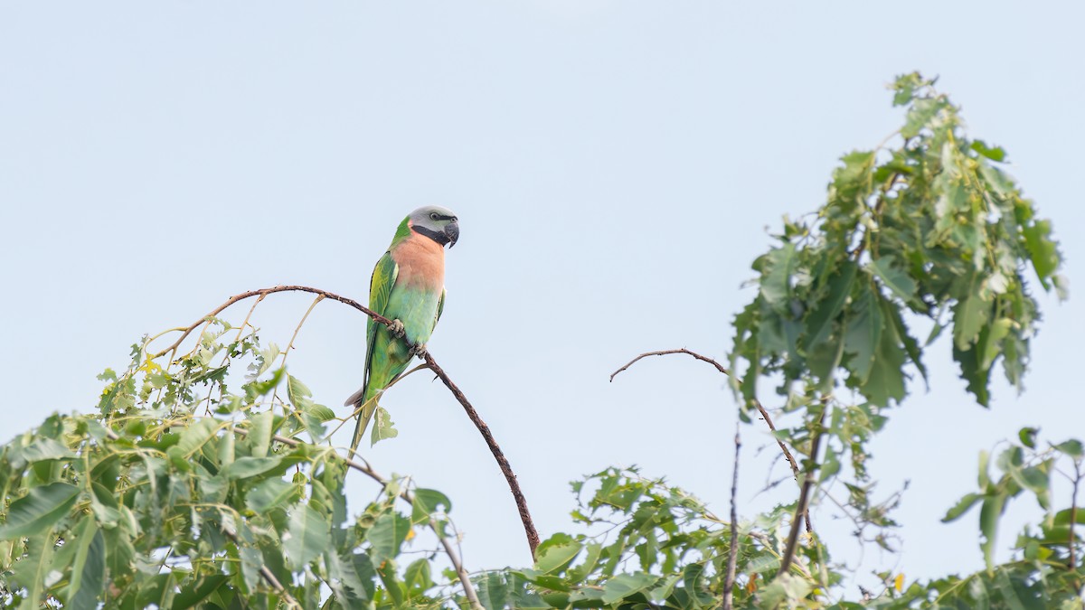 Red-breasted Parakeet - ML623831788