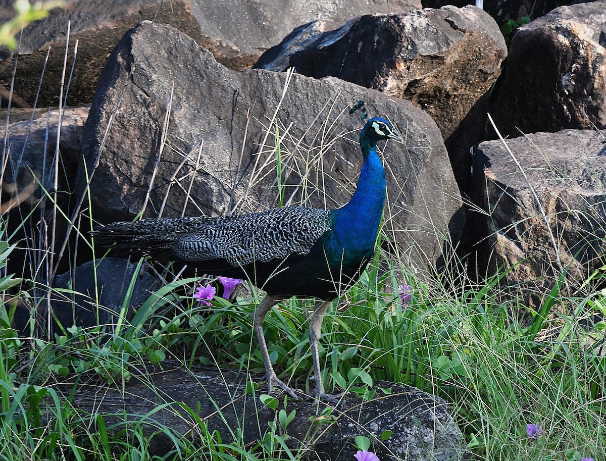 Indian Peafowl - ML623831801