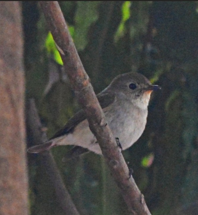 Taiga Flycatcher - ML623831819