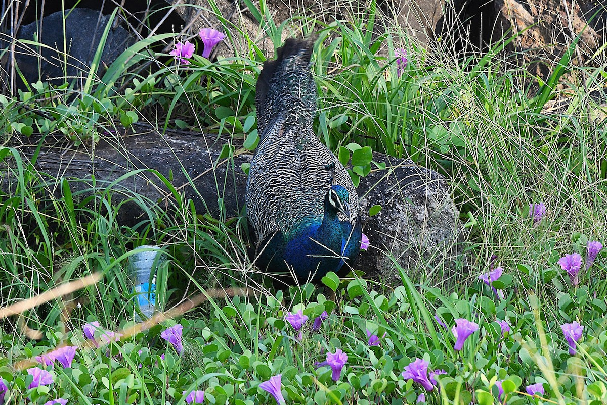 Indian Peafowl - ML623831824