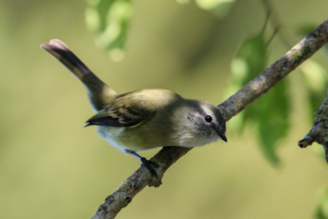 Planalto Tyrannulet - ML623831840