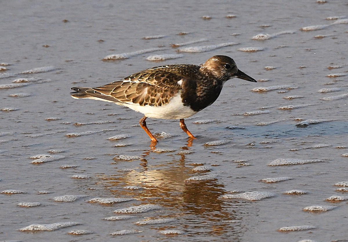 Ruddy Turnstone - ML623831894