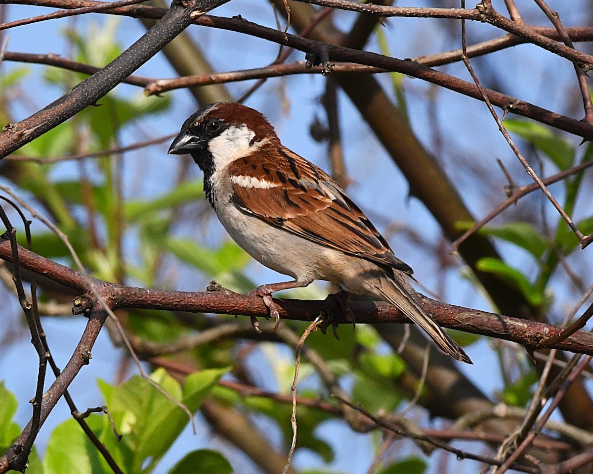 House Sparrow - ML623831916