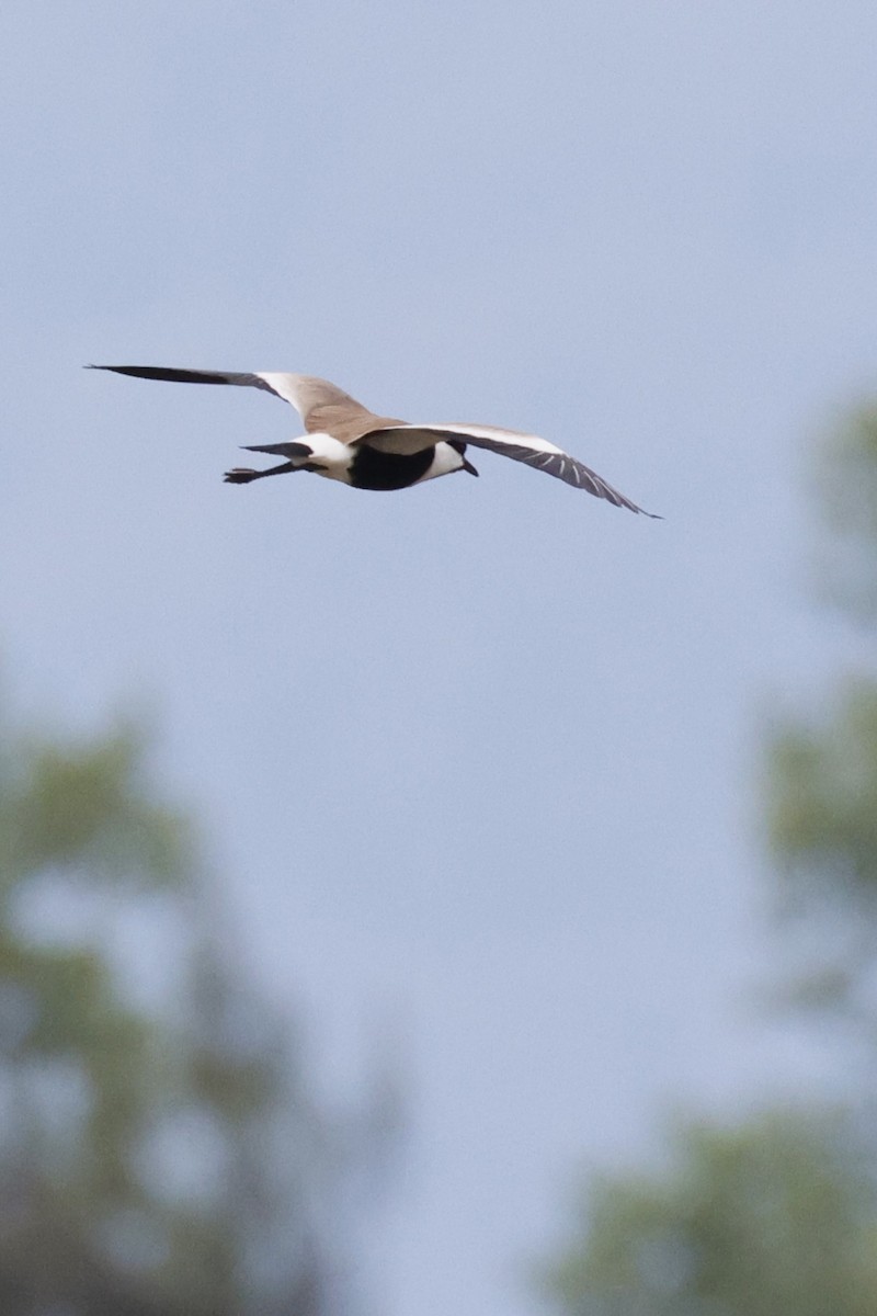 Spur-winged Lapwing - ML623831928