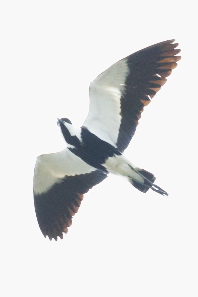 Spur-winged Lapwing - ML623831929