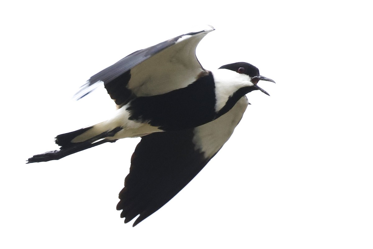 Spur-winged Lapwing - ML623831931