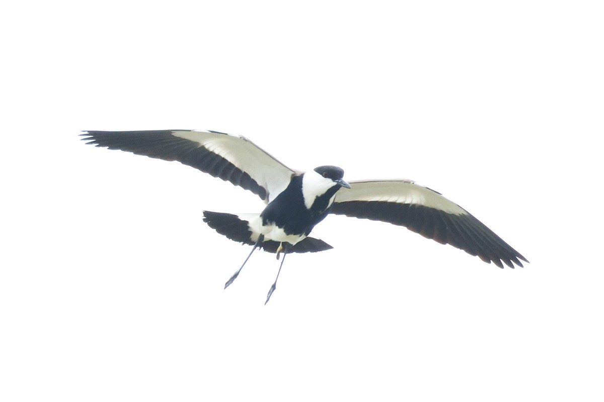 Spur-winged Lapwing - ML623831932