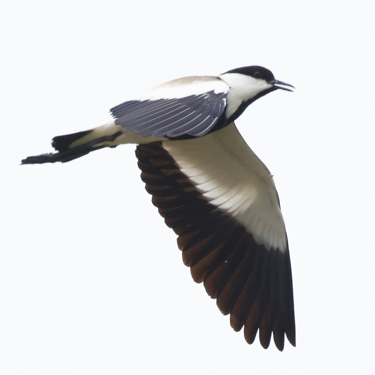 Spur-winged Lapwing - ML623831933