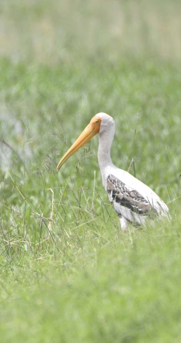 Painted Stork - ML623831988