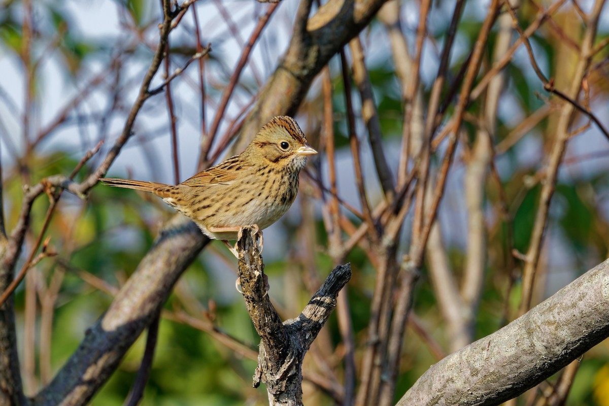 Lincoln's Sparrow - ML623832036