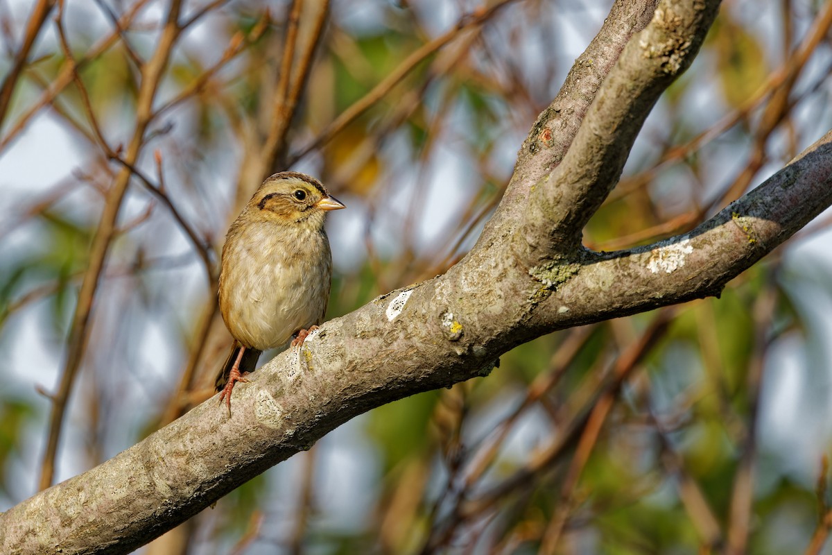 Swamp Sparrow - ML623832039