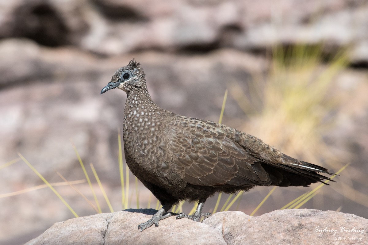 Chestnut-quilled Rock-Pigeon - ML623832048