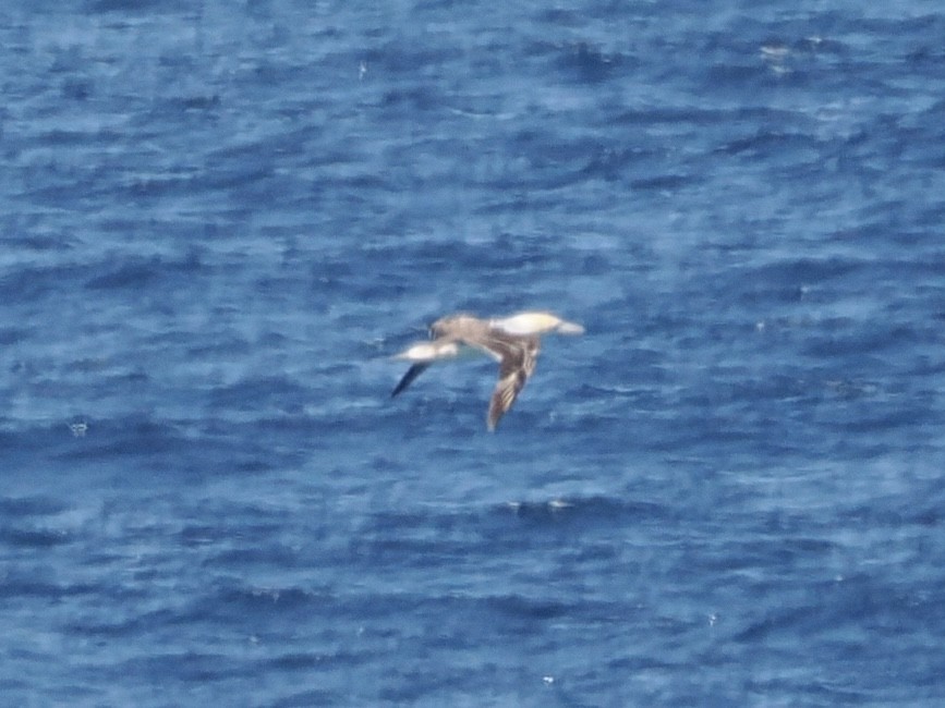 Australasian Gannet - ML623832070