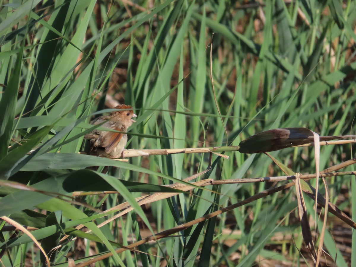 Vinous-throated Parrotbill - ML623832089