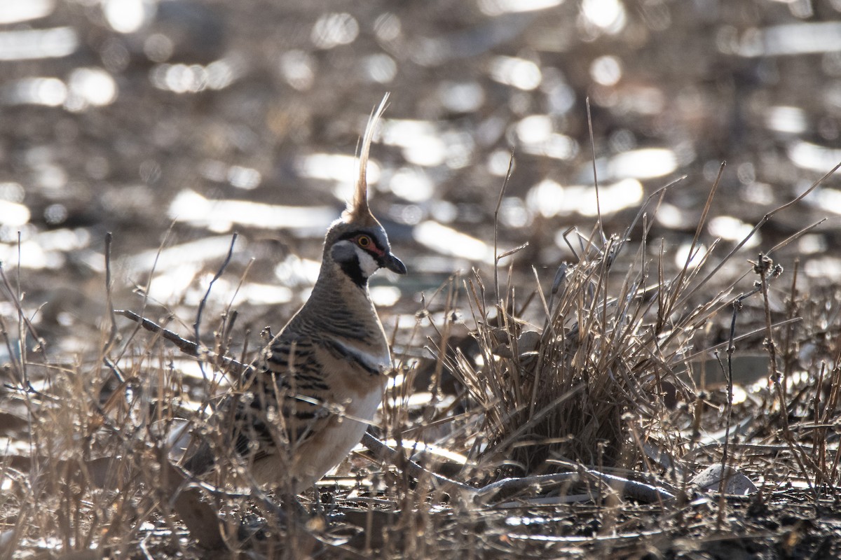 Spinifex Pigeon - ML623832120