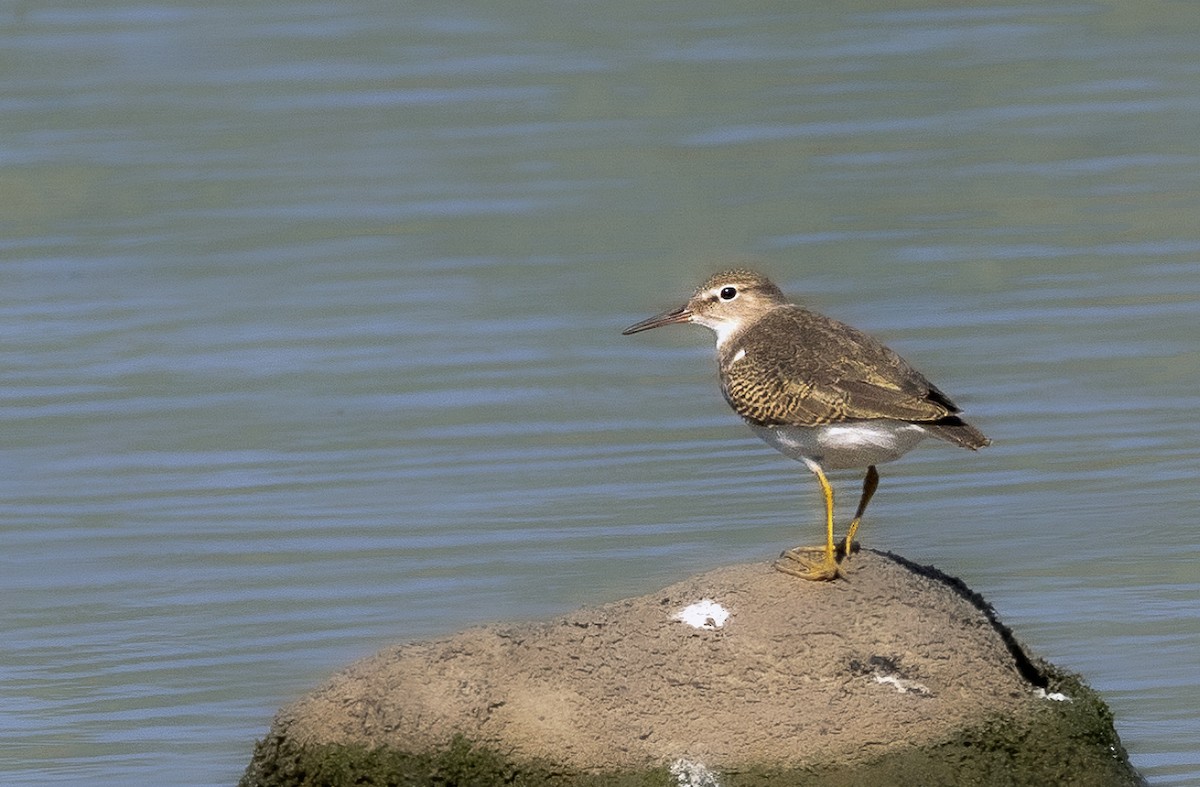 Spotted Sandpiper - ML623832121