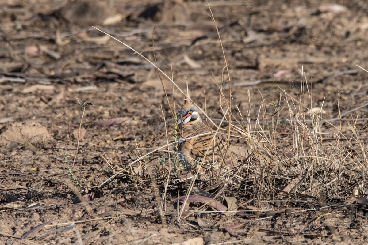 Spinifex Pigeon - ML623832122