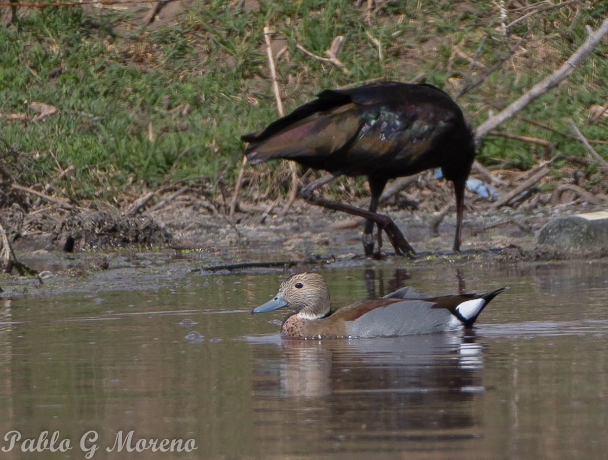 Ringed Teal - ML623832124