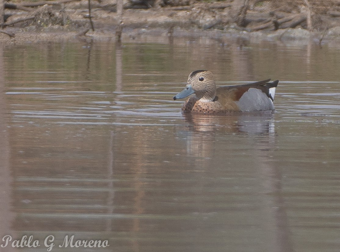 Ringed Teal - ML623832125