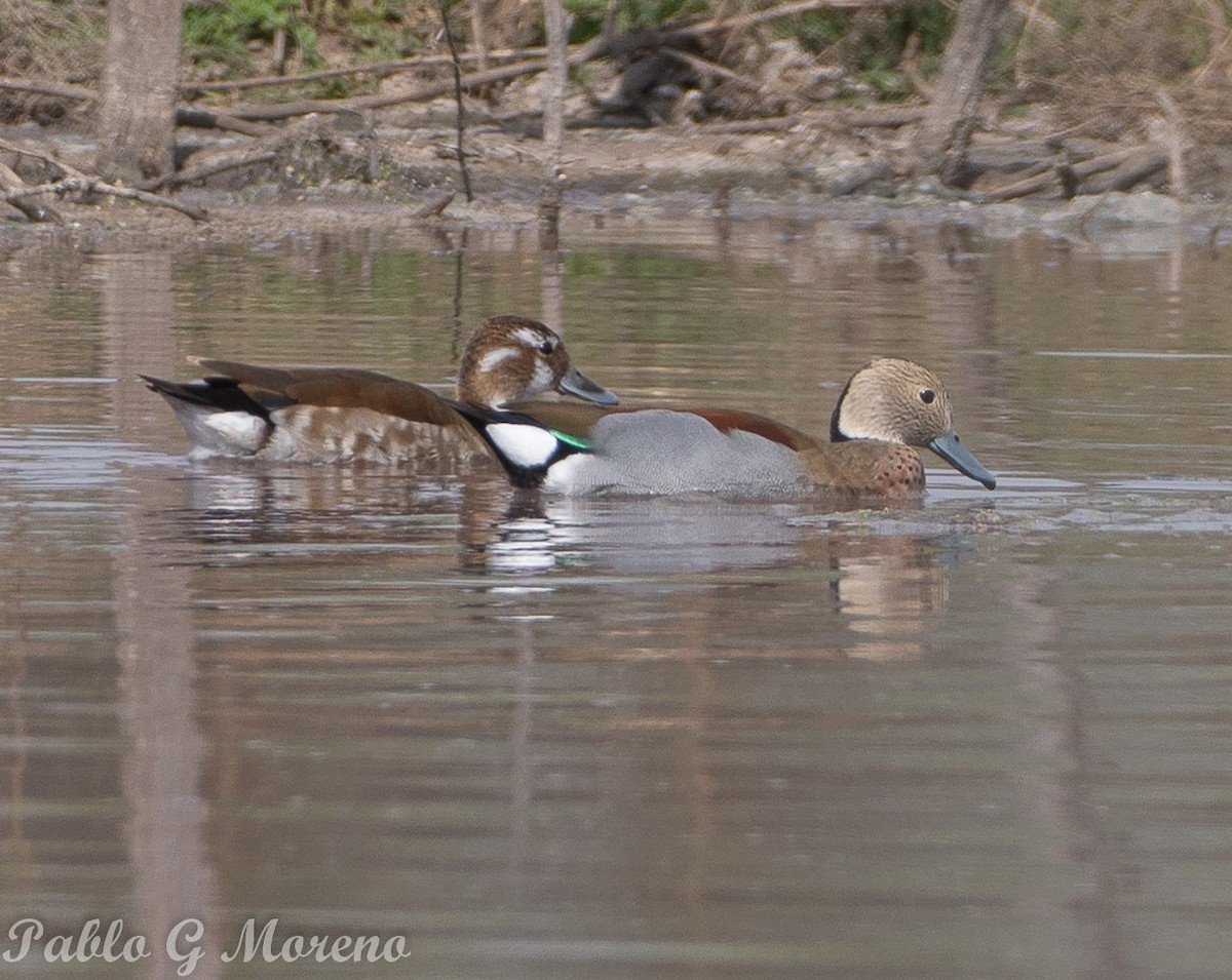 Ringed Teal - ML623832126