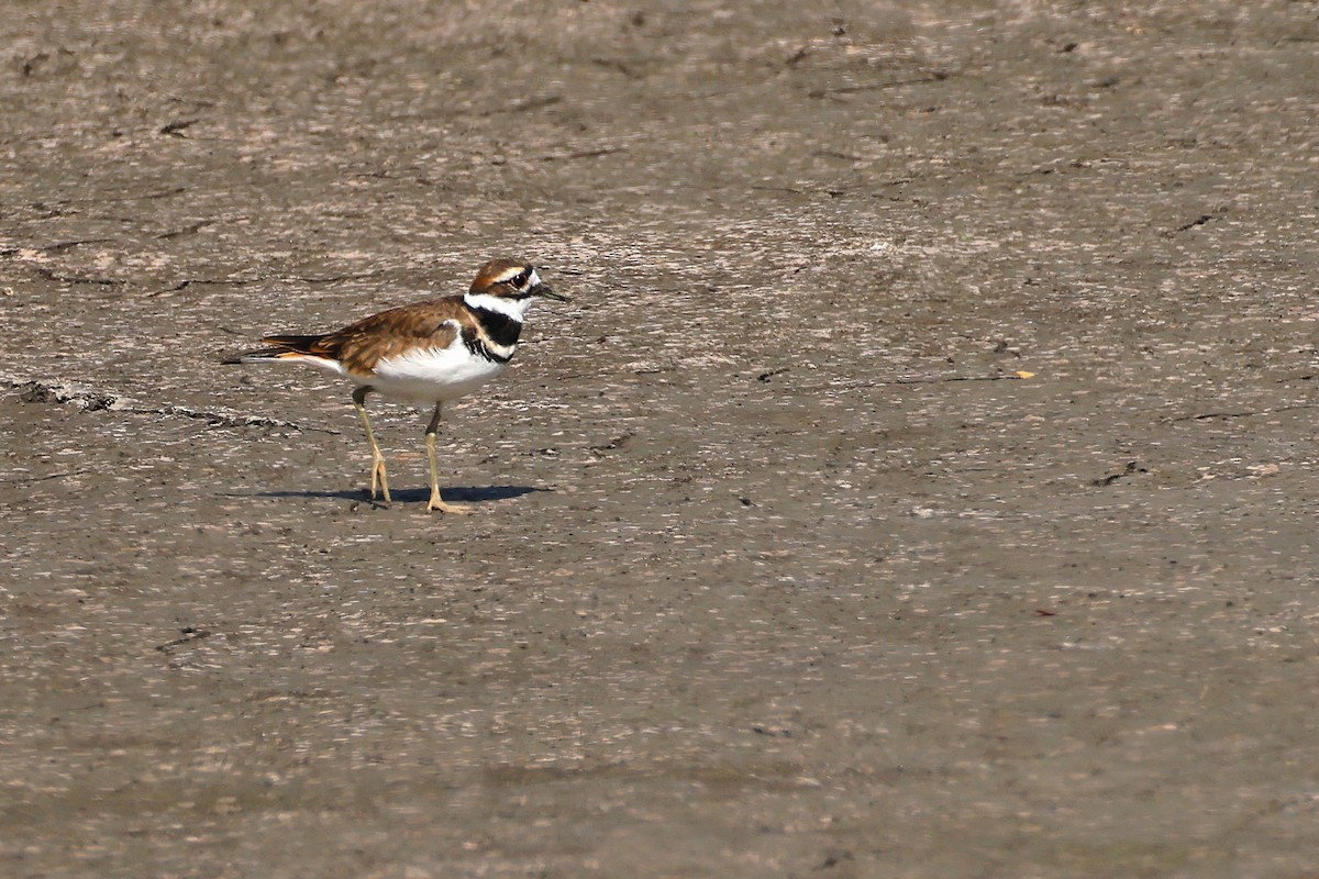 Killdeer - ML623832127