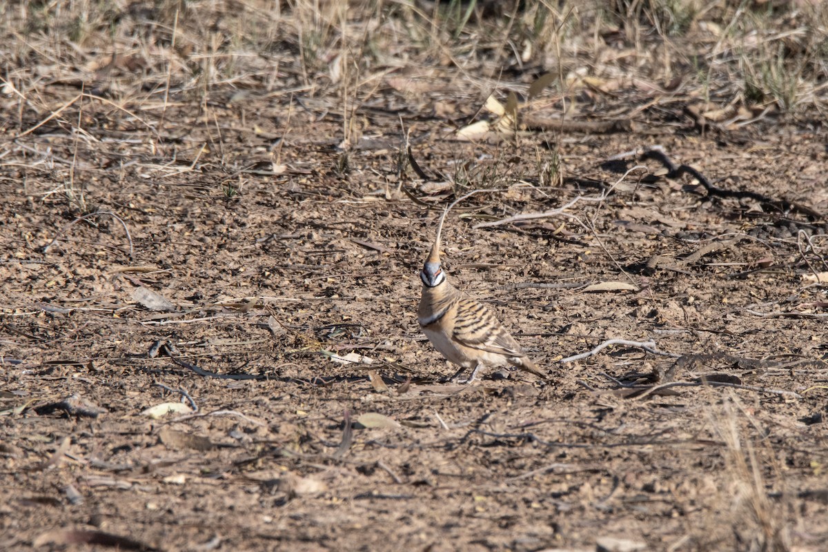 Spinifex Pigeon - ML623832129