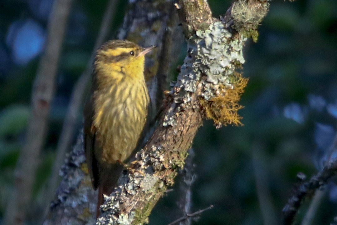 Sharp-billed Treehunter - ML623832136