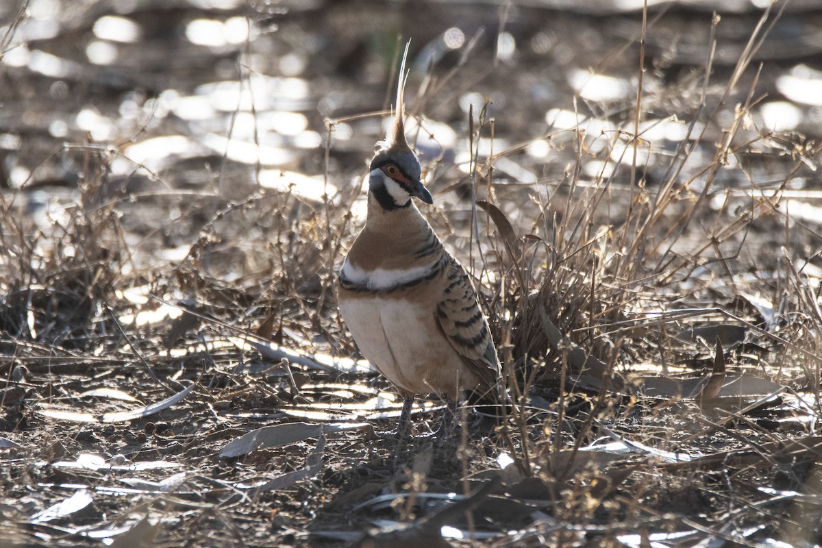 Spinifex Pigeon - ML623832137