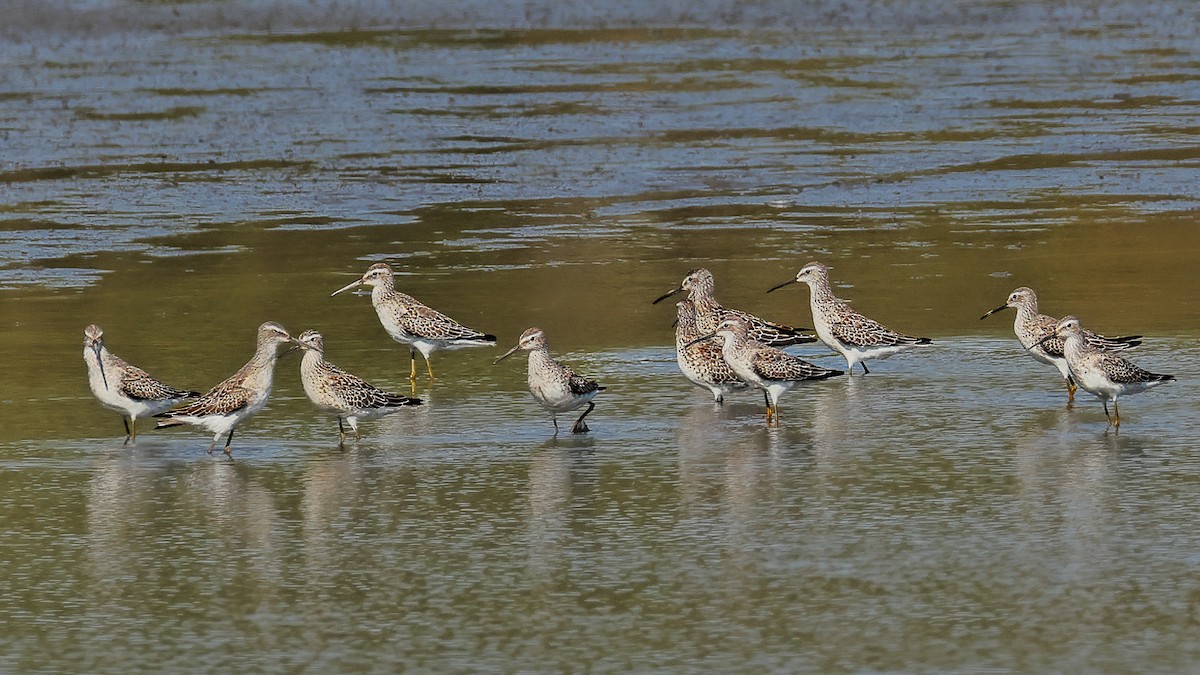 Stilt Sandpiper - ML623832151