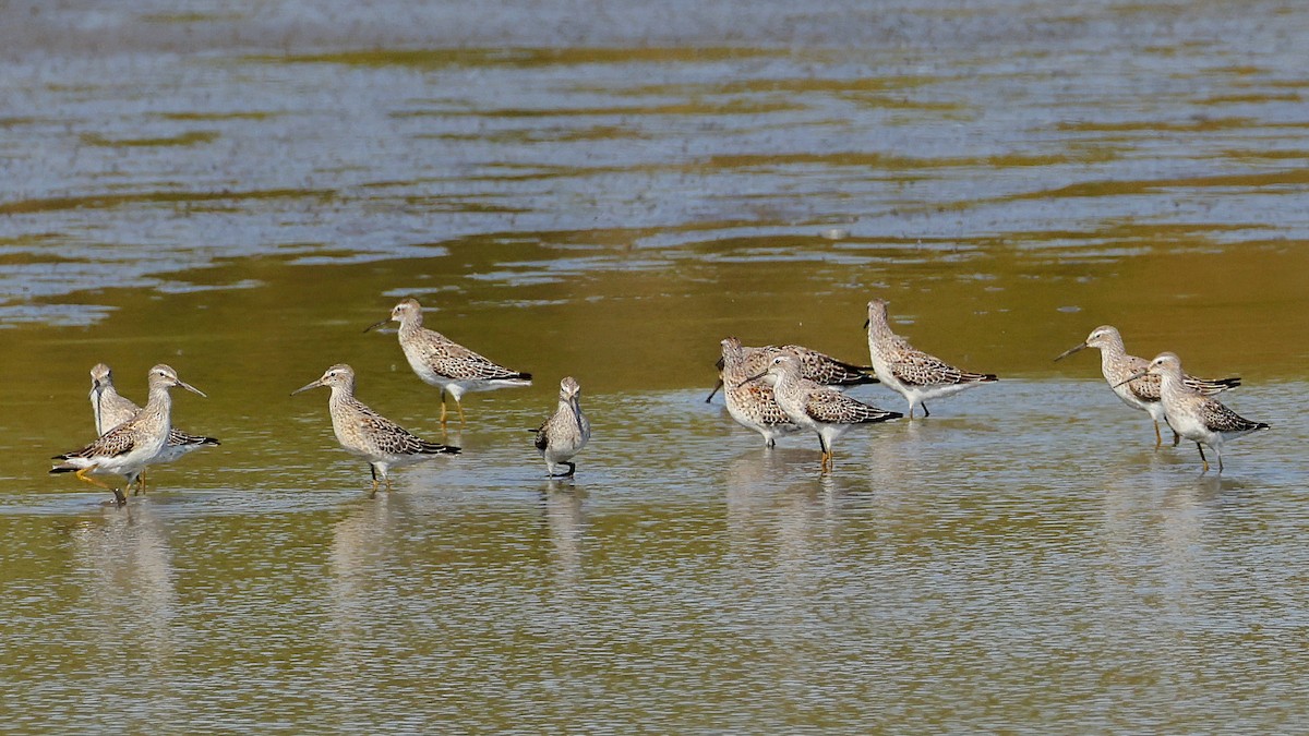 Stilt Sandpiper - ML623832152