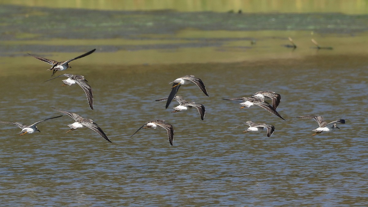 Stilt Sandpiper - Anonymous