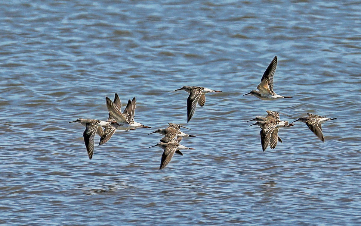 Stilt Sandpiper - ML623832154