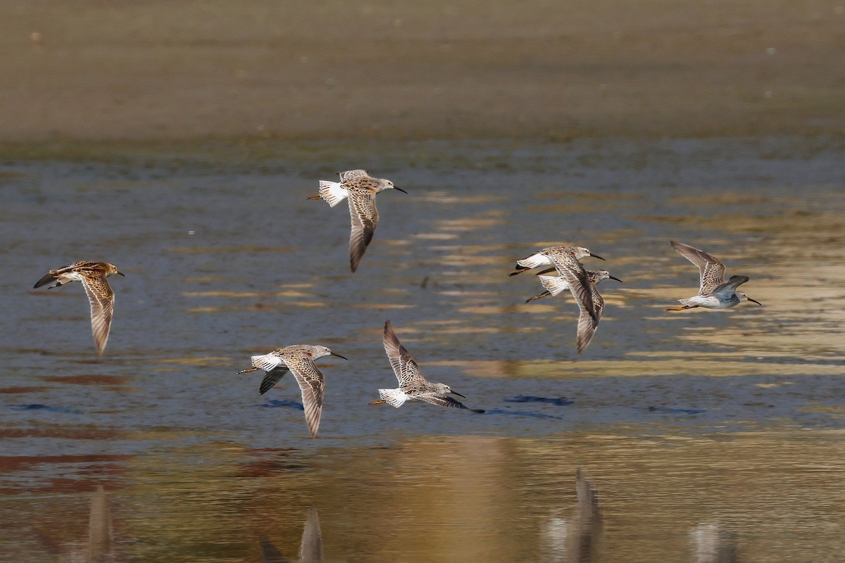 Stilt Sandpiper - ML623832156