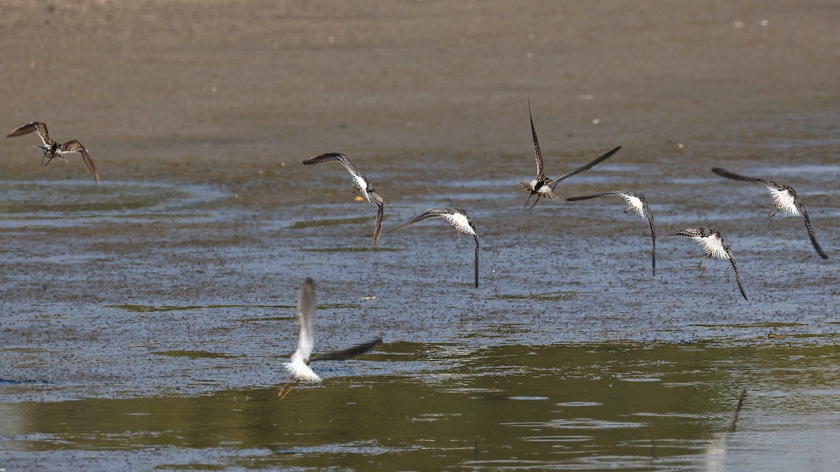 Stilt Sandpiper - ML623832157