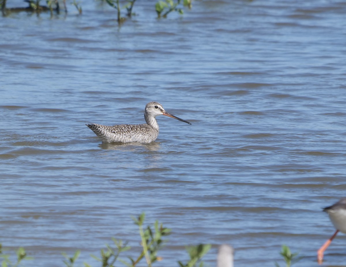 Spotted Redshank - ML623832169