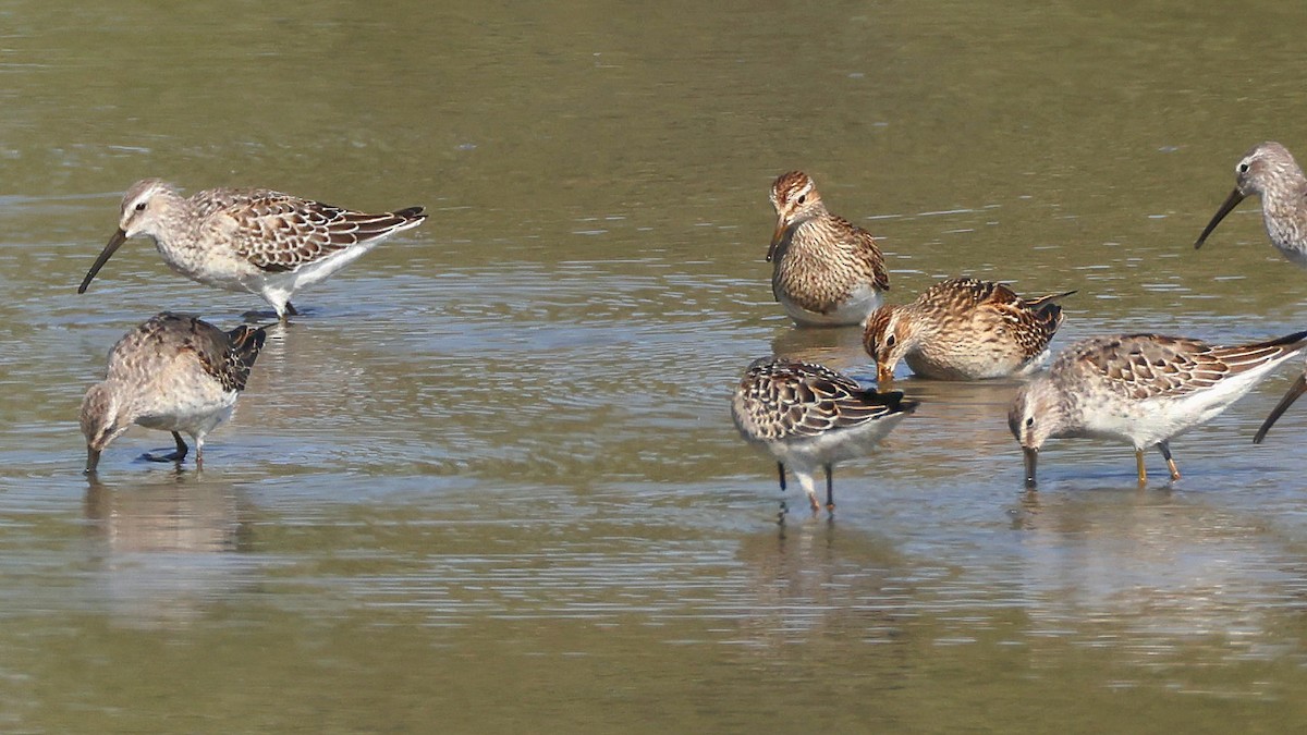 Pectoral Sandpiper - ML623832170