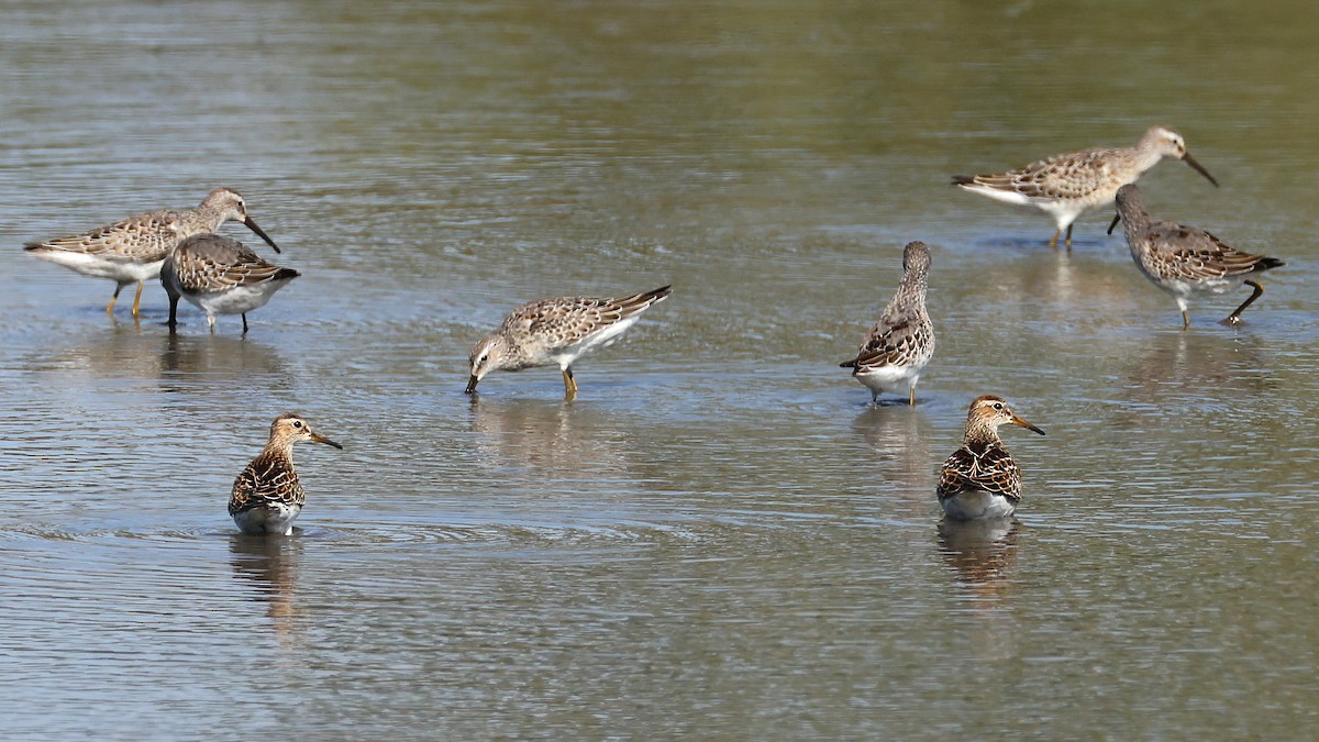 Pectoral Sandpiper - ML623832171