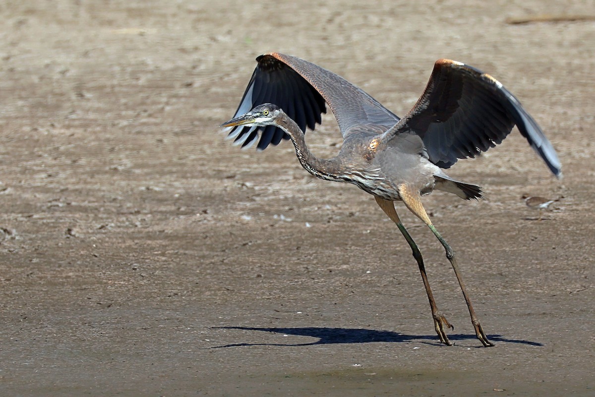 Great Blue Heron - ML623832179