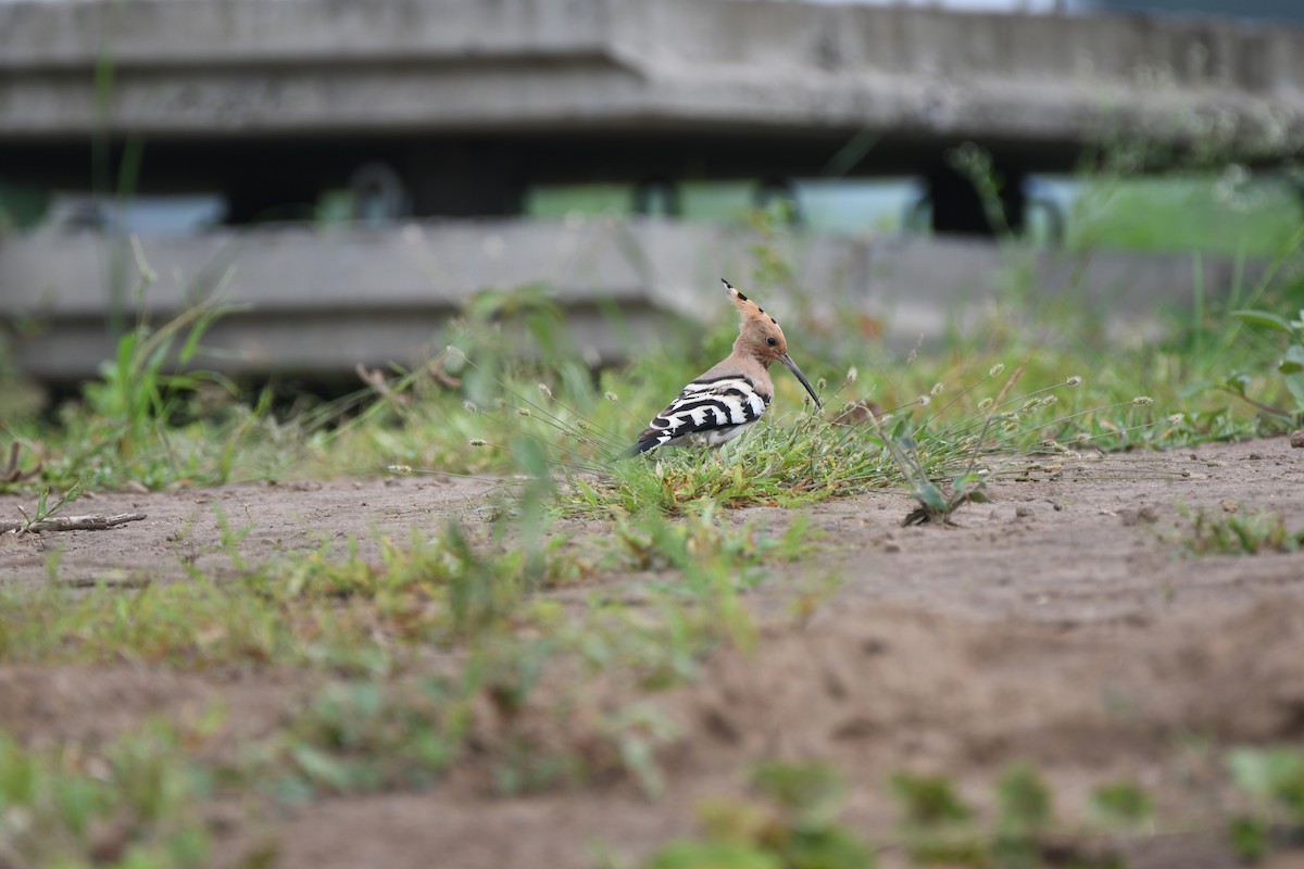 Common Hoopoe - ML623832181