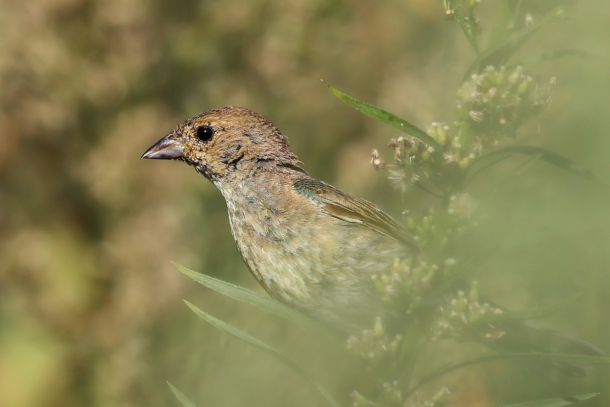 Indigo Bunting - Anonymous