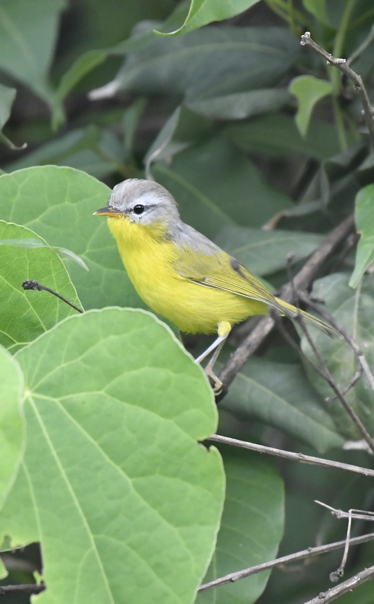 Gray-hooded Warbler - ML623832185