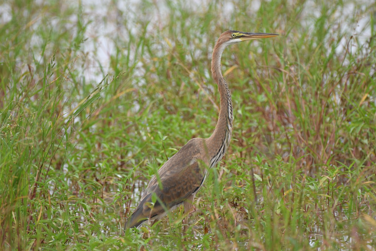 Purple Heron - ML623832186