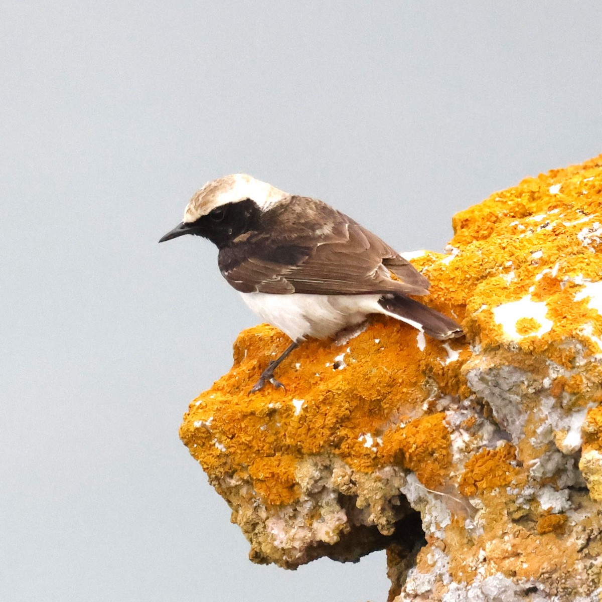 Pied Wheatear - ML623832188