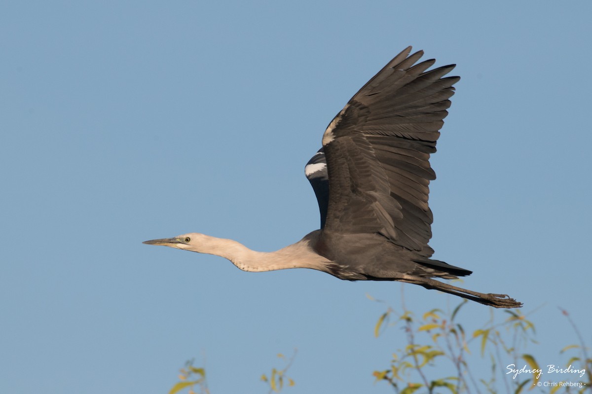 Pacific Heron - Chris Rehberg  | Sydney Birding