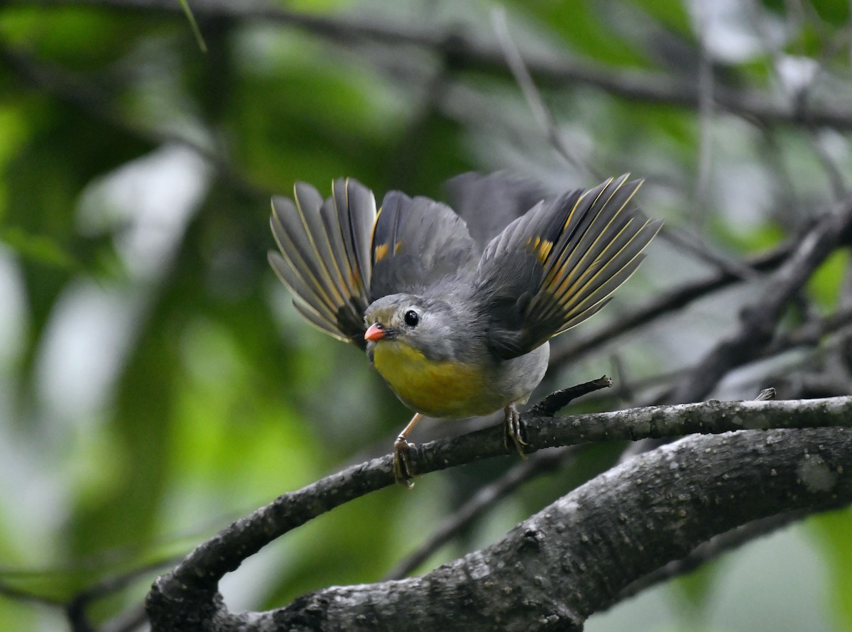 Red-billed Leiothrix - ML623832196