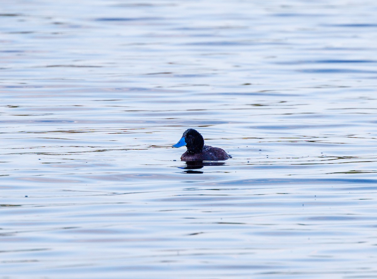 Blue-billed Duck - ML623832220