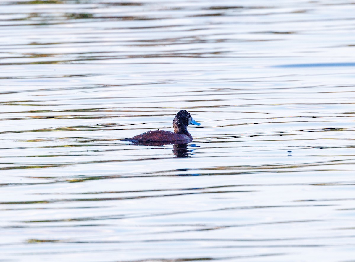 Blue-billed Duck - ML623832221