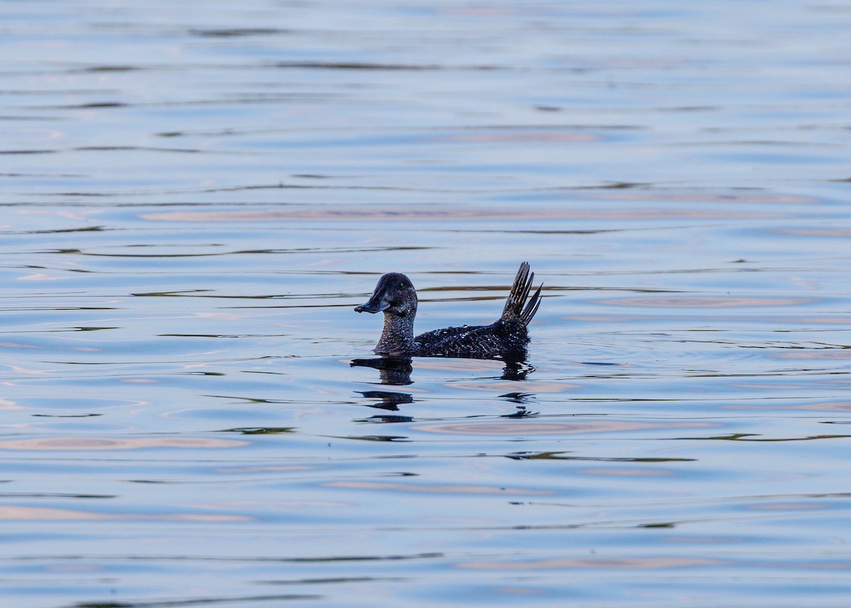 Blue-billed Duck - ML623832222