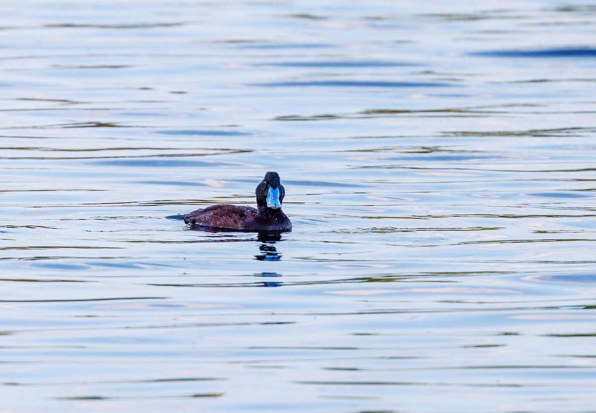 Blue-billed Duck - ML623832223