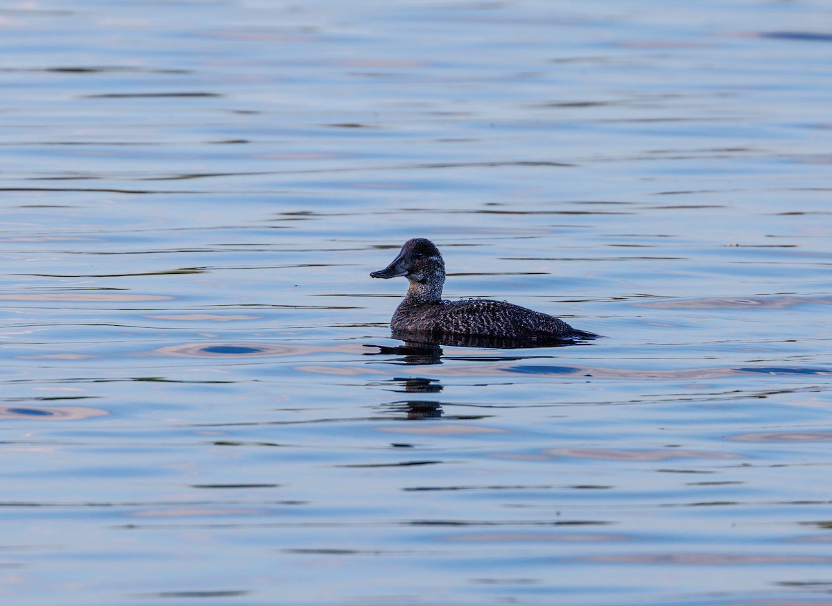 Blue-billed Duck - Paul Rankin